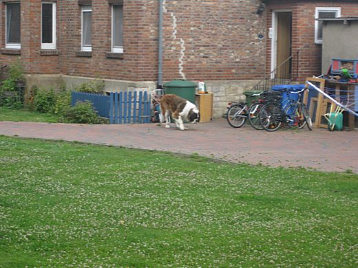 Bild